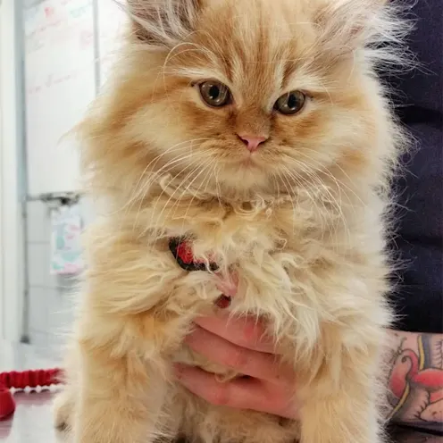 Orange cat named Diego Orange cat named Diego