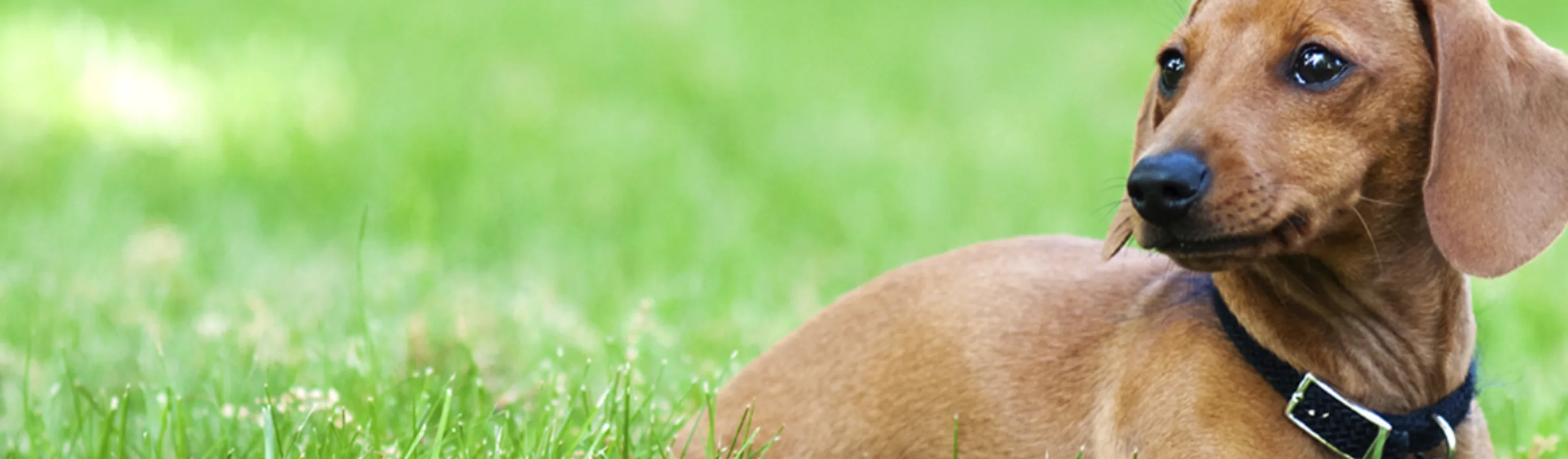 Brown dachshund in the grass Brown dachshund in the grass