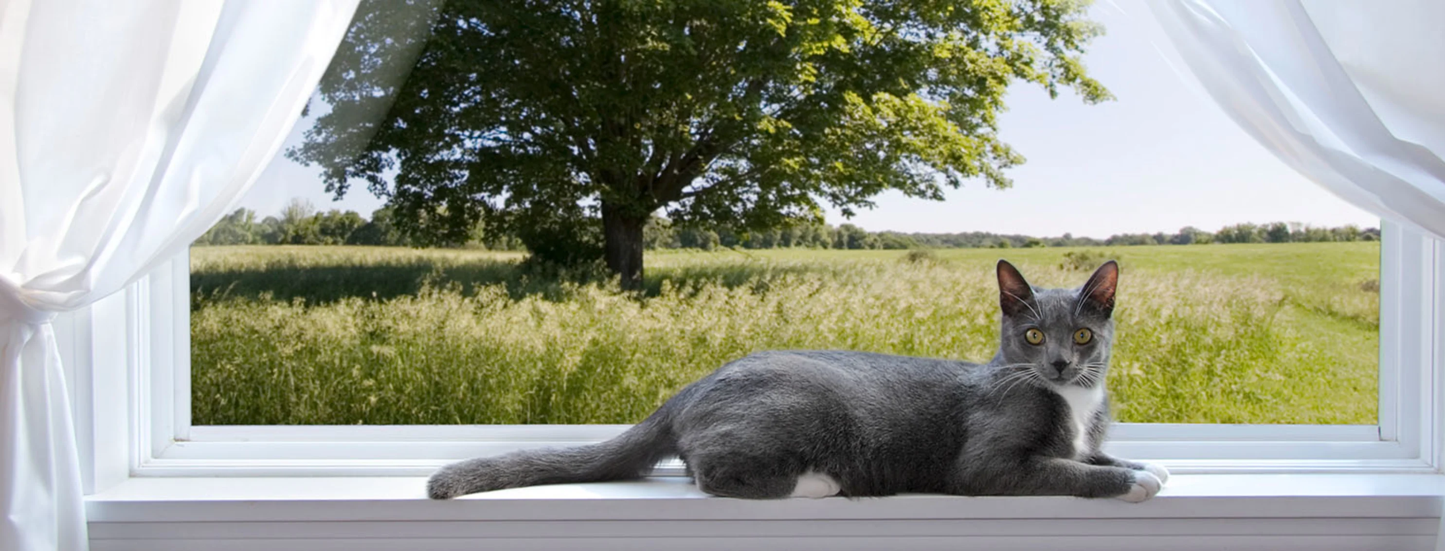 A gray cat laying sprawled out on an open windowsill