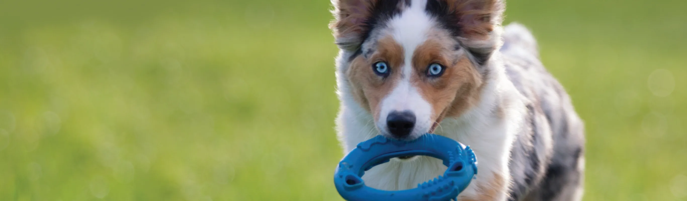 Dog with bright blue eyes and a blue toy in its mouth. 