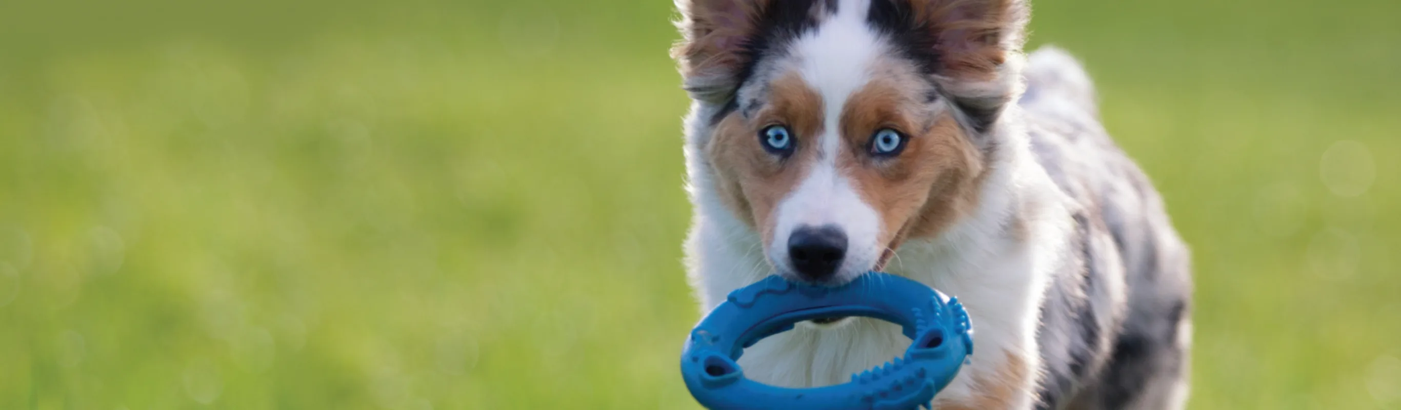 Dog with bright blue eyes and a blue toy in its mouth. 