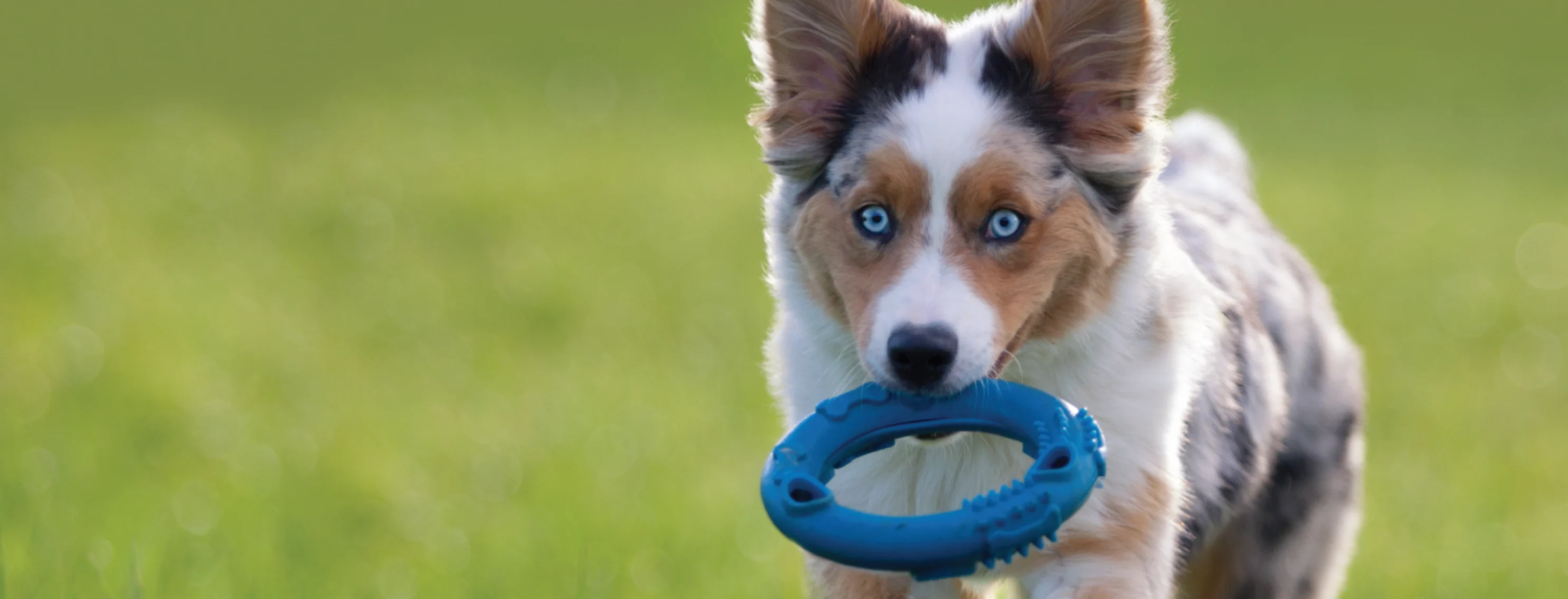 Dog with bright blue eyes and a blue toy in its mouth. Dog with bright blue eyes and a blue toy in its mouth.