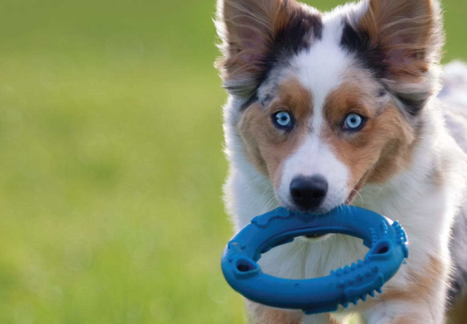 Dog with bright blue eyes and a blue toy in its mouth. 