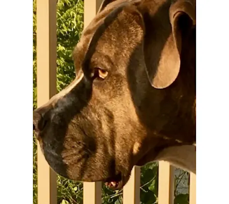 Dog, Bane, looking out out towards the sun Dog, Bane, looking out out towards the sun