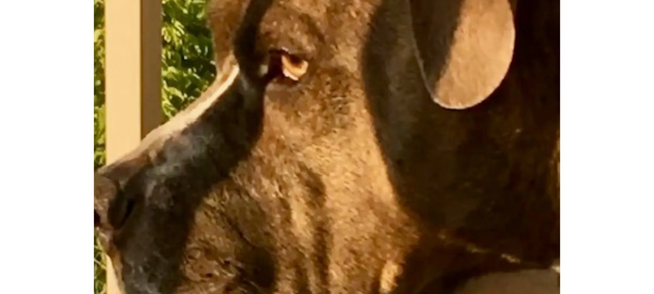 Dog, Bane, looking out out towards the sun Dog, Bane, looking out out towards the sun