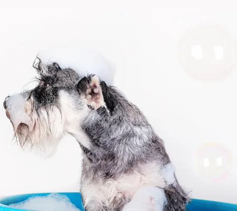Dog in Blue Tub Bathing Dog in Blue Tub Bathing
