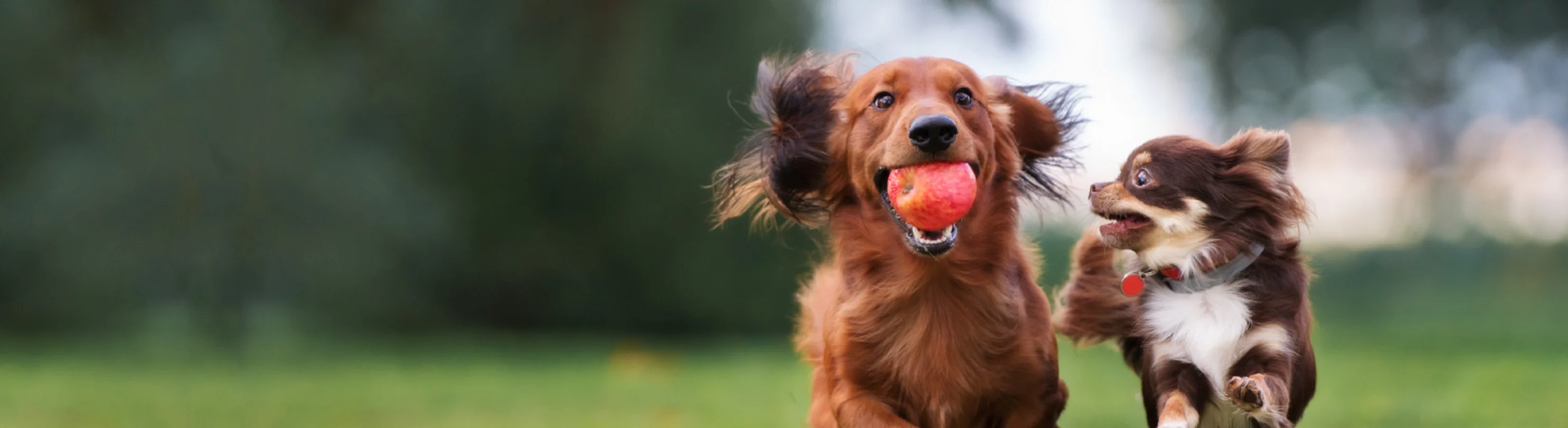 Two little dogs running with ball