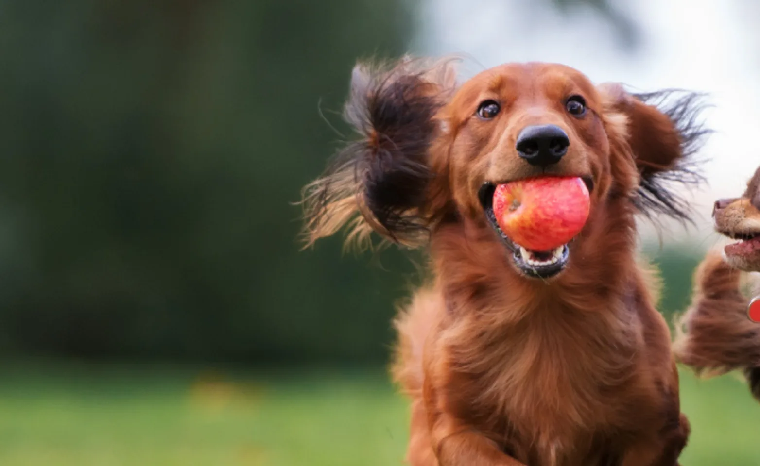 Two little dogs running with ball Two little dogs running with ball