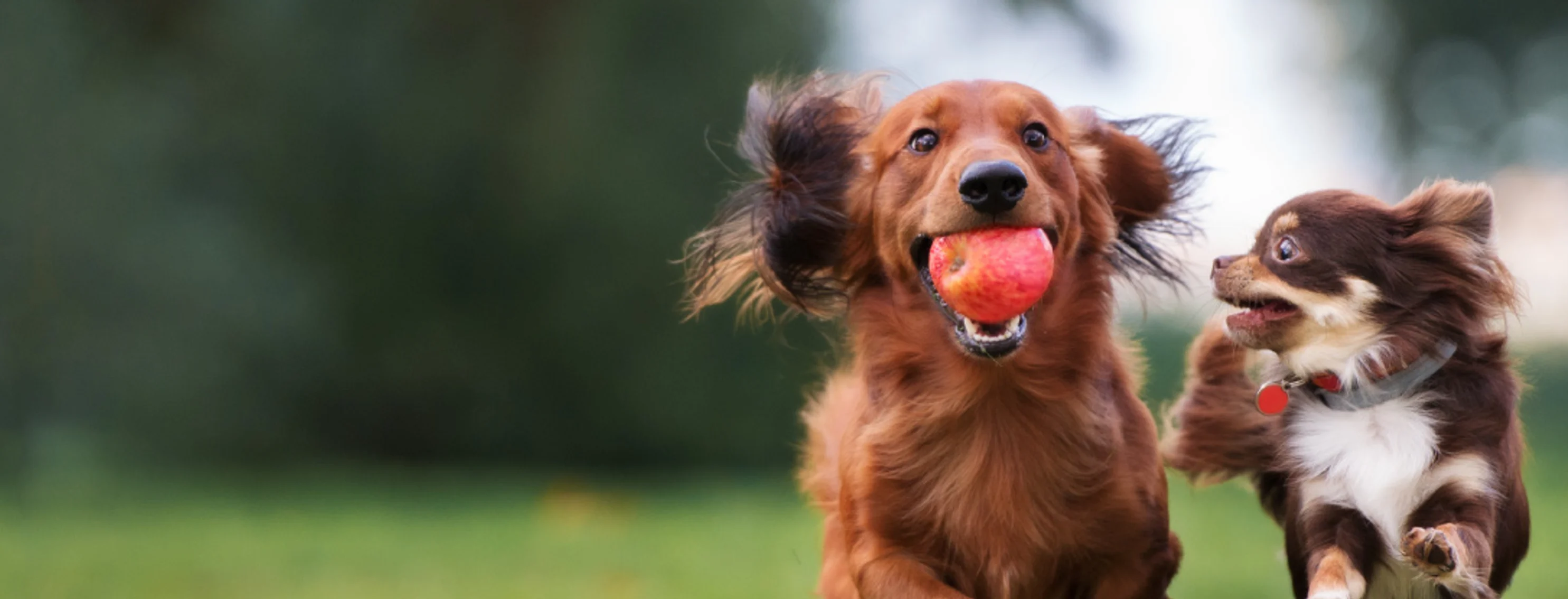 Two little dogs running with ball