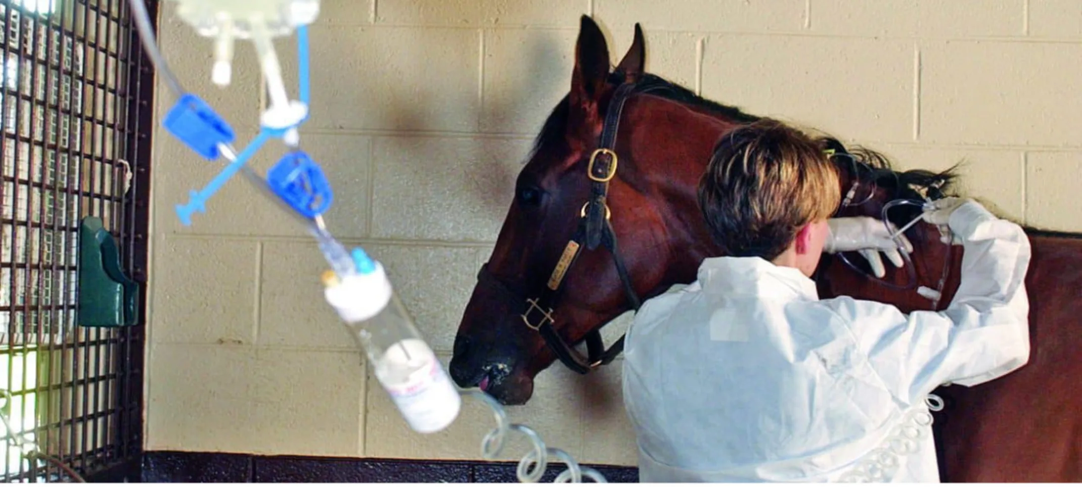 Staff member working on an IV for a horse Staff member working on an IV for a horse