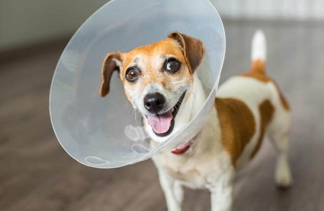 Brown and white dog wearing a plastic cone
