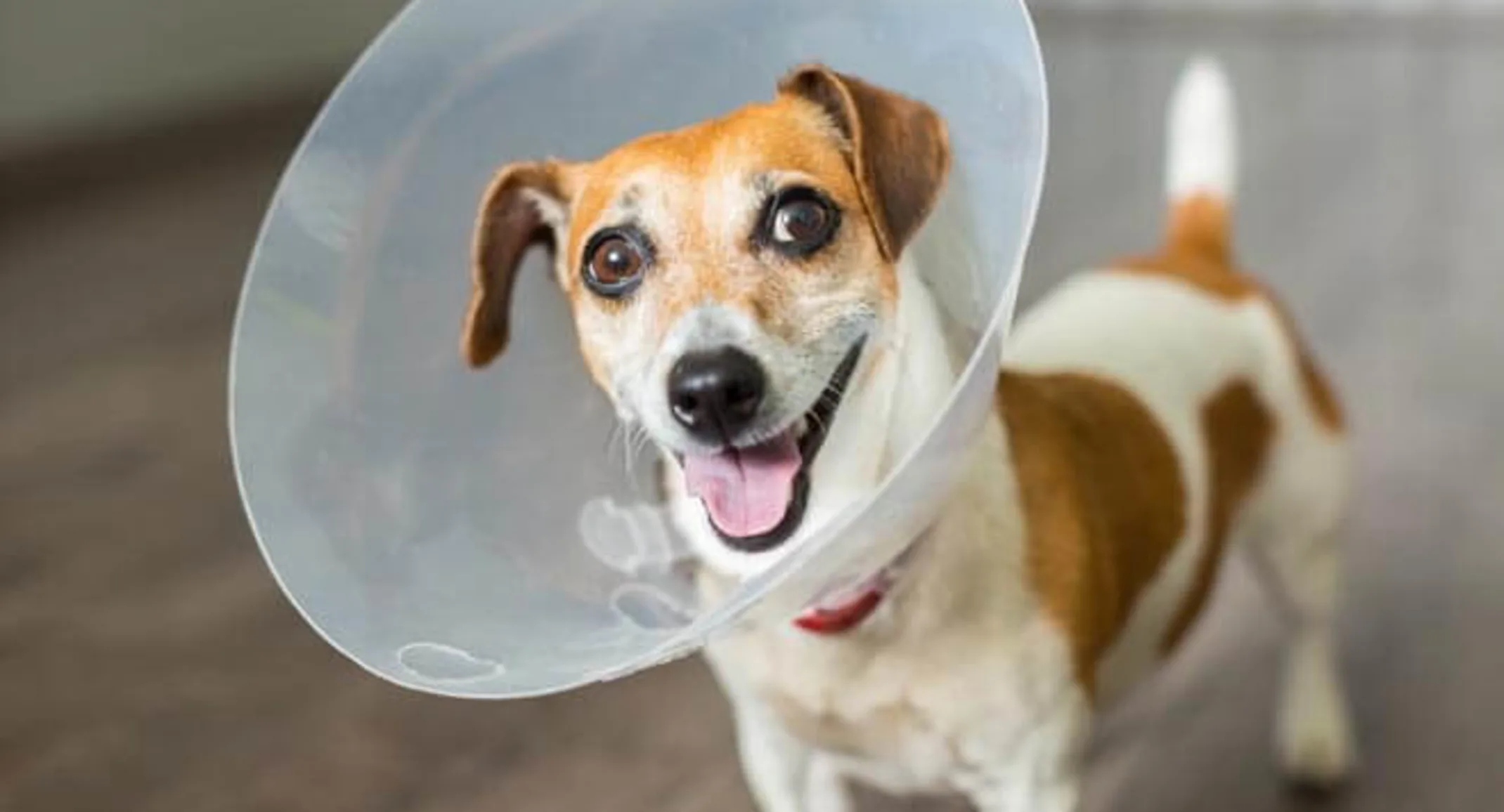 Brown and white dog wearing a plastic cone Brown and white dog wearing a plastic cone