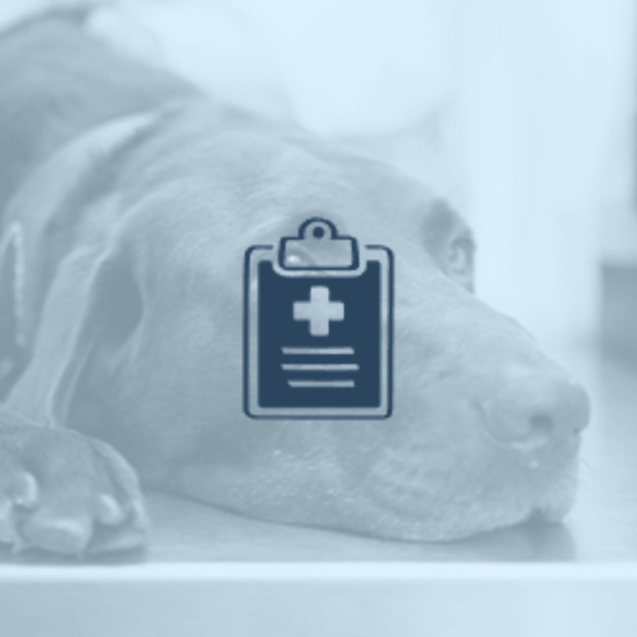 Brown lab laying down on exam table with a clip board logo