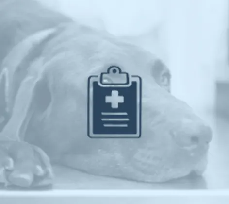 Brown lab laying down on exam table with a clip board logo Brown lab laying down on exam table with a clip board logo