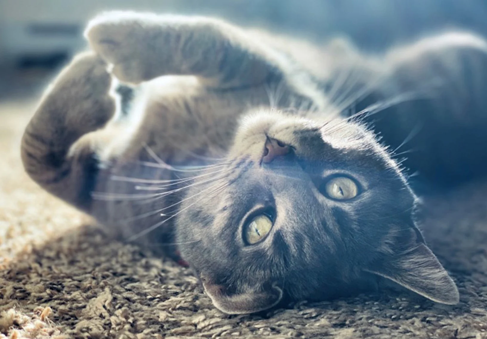 A gray cat laying on its back on the carpet looking into the camera