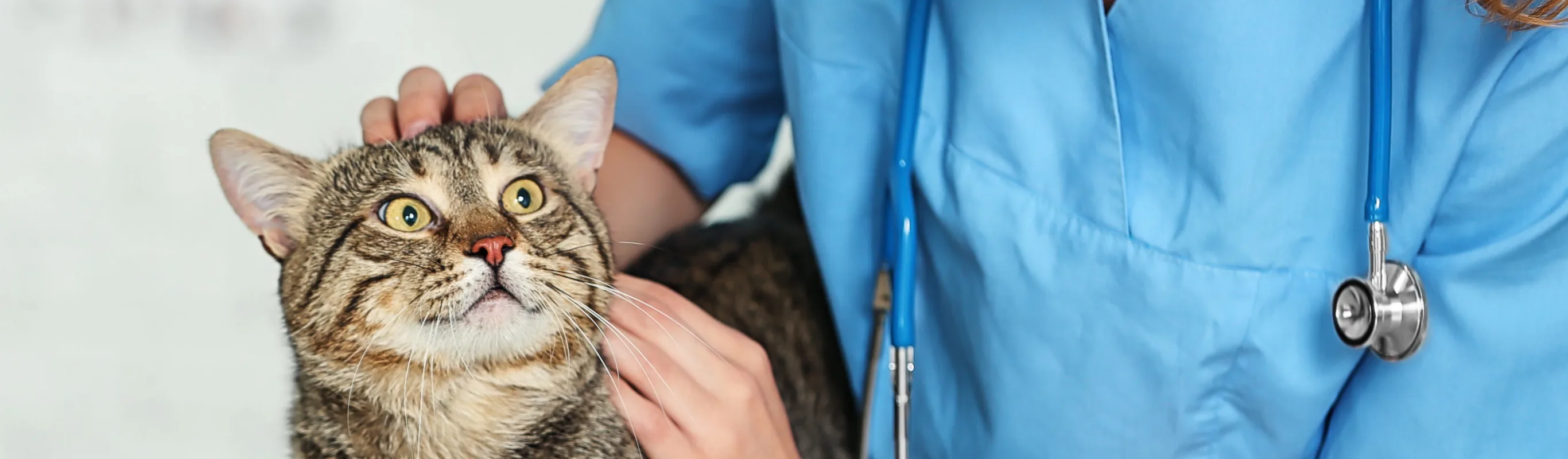 Cat being pet by a female hospital staff member in uniform Cat being pet by a female hospital staff member in uniform