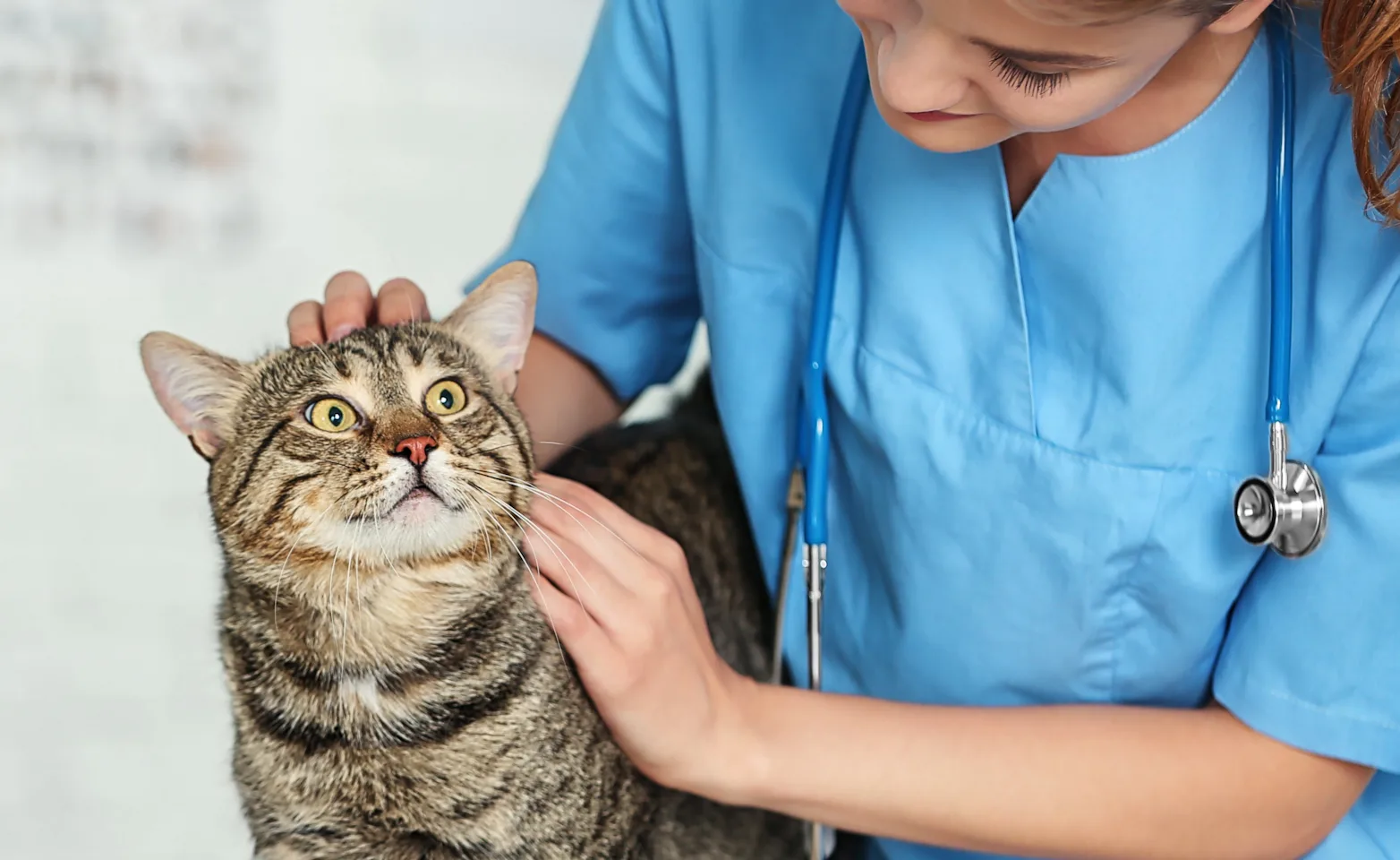 Cat being pet by a female hospital staff member in uniform Cat being pet by a female hospital staff member in uniform