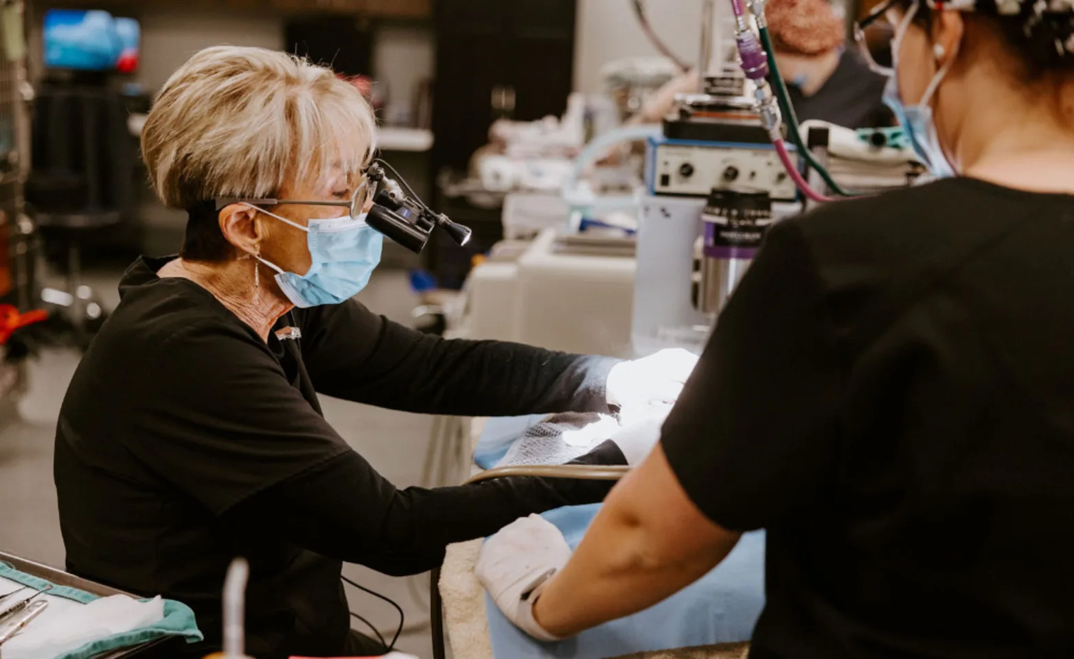 Vet inspecting a patient's mouth. Vet inspecting a patient's mouth.