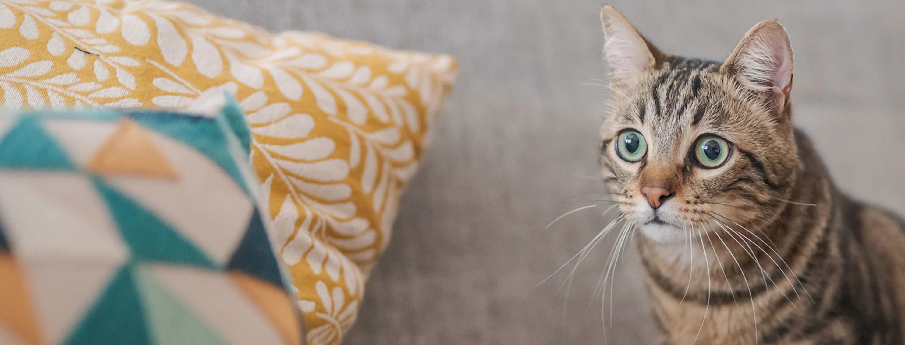 Tabby Cat next to yellow and teal pillows