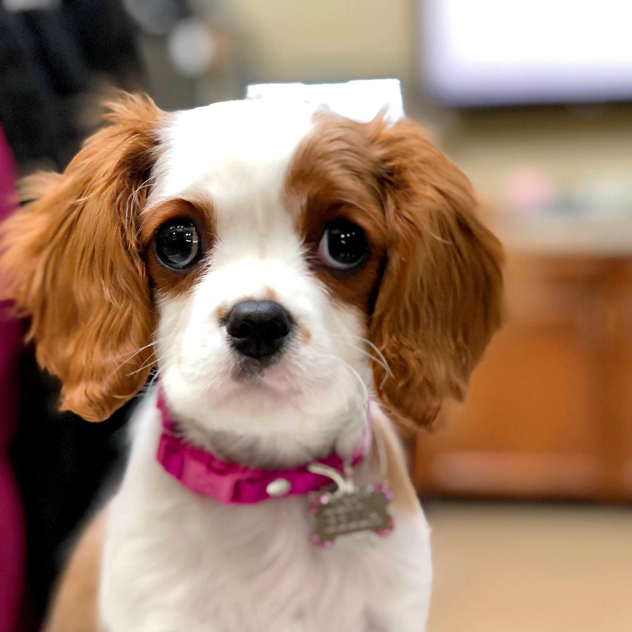 Orange and white dog with a pink collar on 
