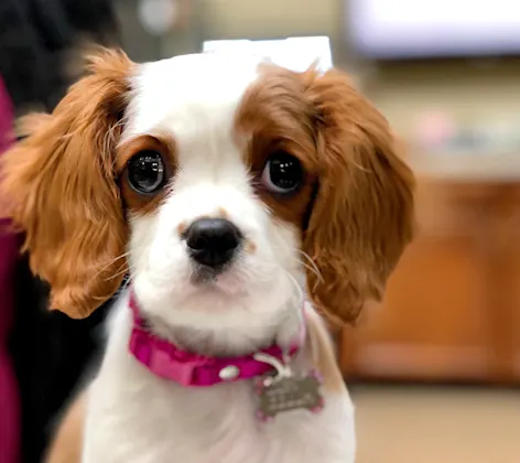 Orange and white dog with a pink collar on Orange and white dog with a pink collar on