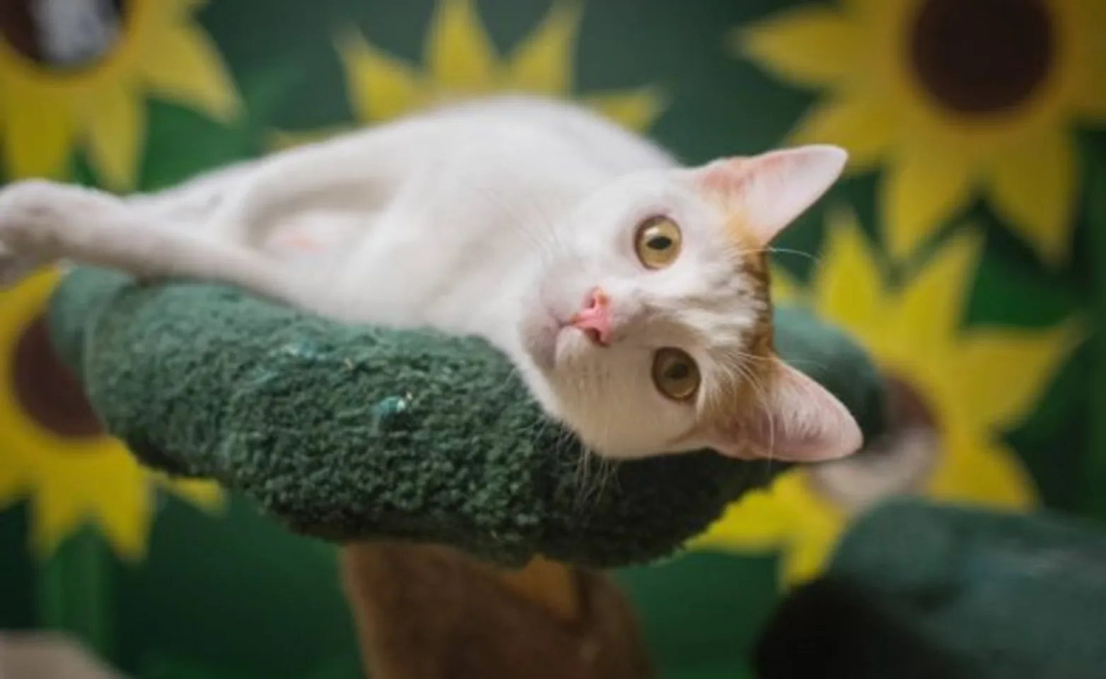 A White Cat Lays Atop a Green Cat Tree