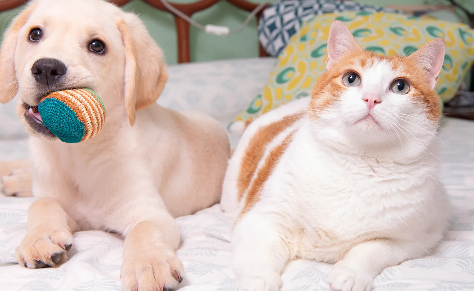 a puppy and cat sitting next to each other a puppy and cat sitting next to each other