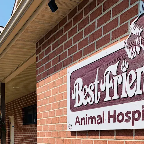 Best Friends Animal Hospital Outdoor Sign against brick wall  Best Friends Animal Hospital Outdoor Sign against brick wall