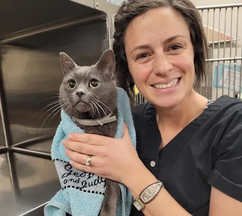 vet holding a cat in towel vet holding a cat in towel