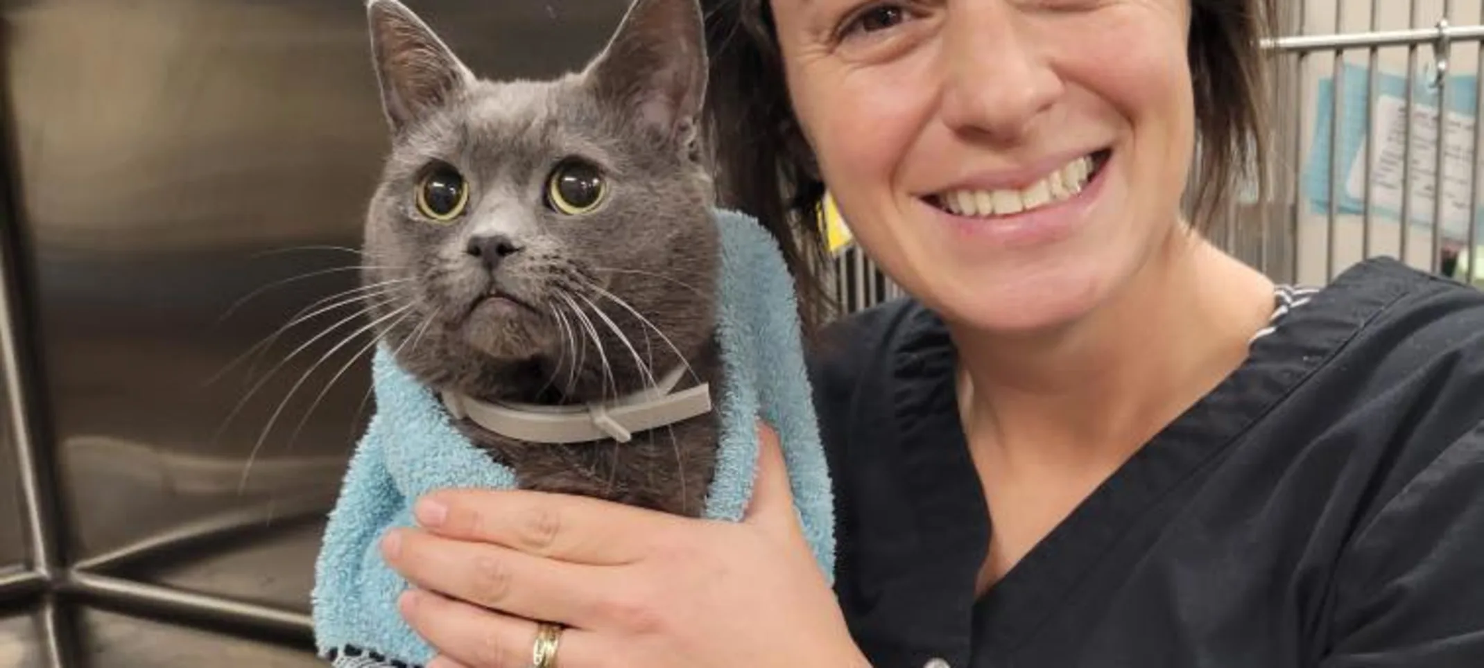 vet holding a cat in towel vet holding a cat in towel