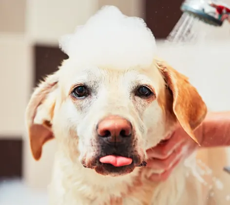 Dog taking a bath with tongue out 
