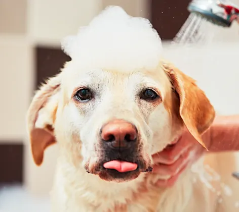 Dog taking a bath with tongue out Dog taking a bath with tongue out
