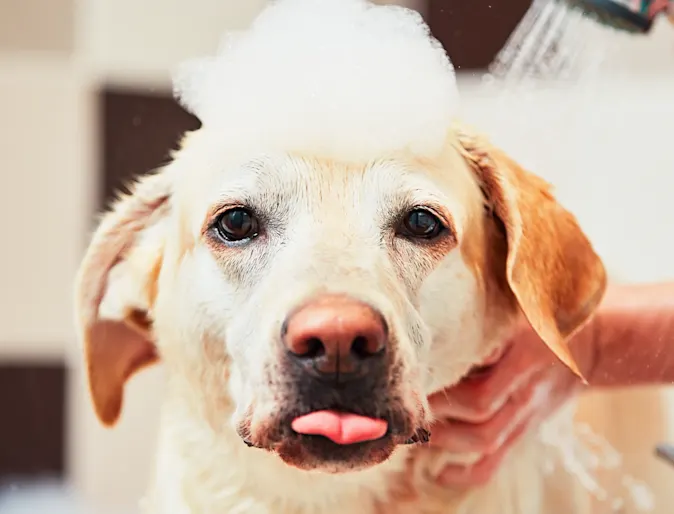 Dog taking a bath with tongue out 