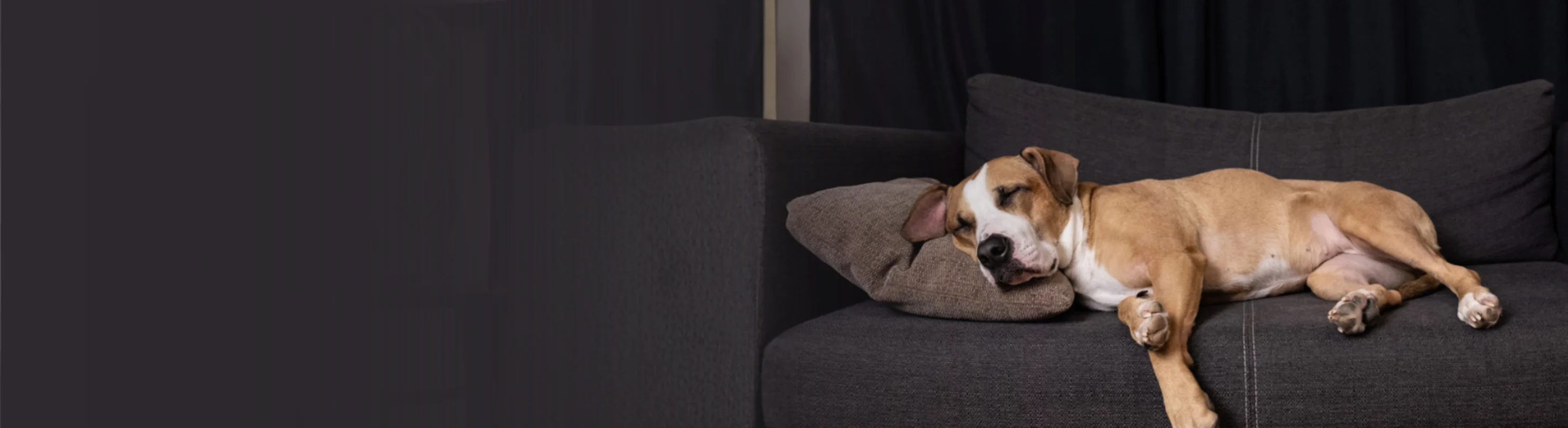 Dog Sleeping on Couch Dog Sleeping on Couch