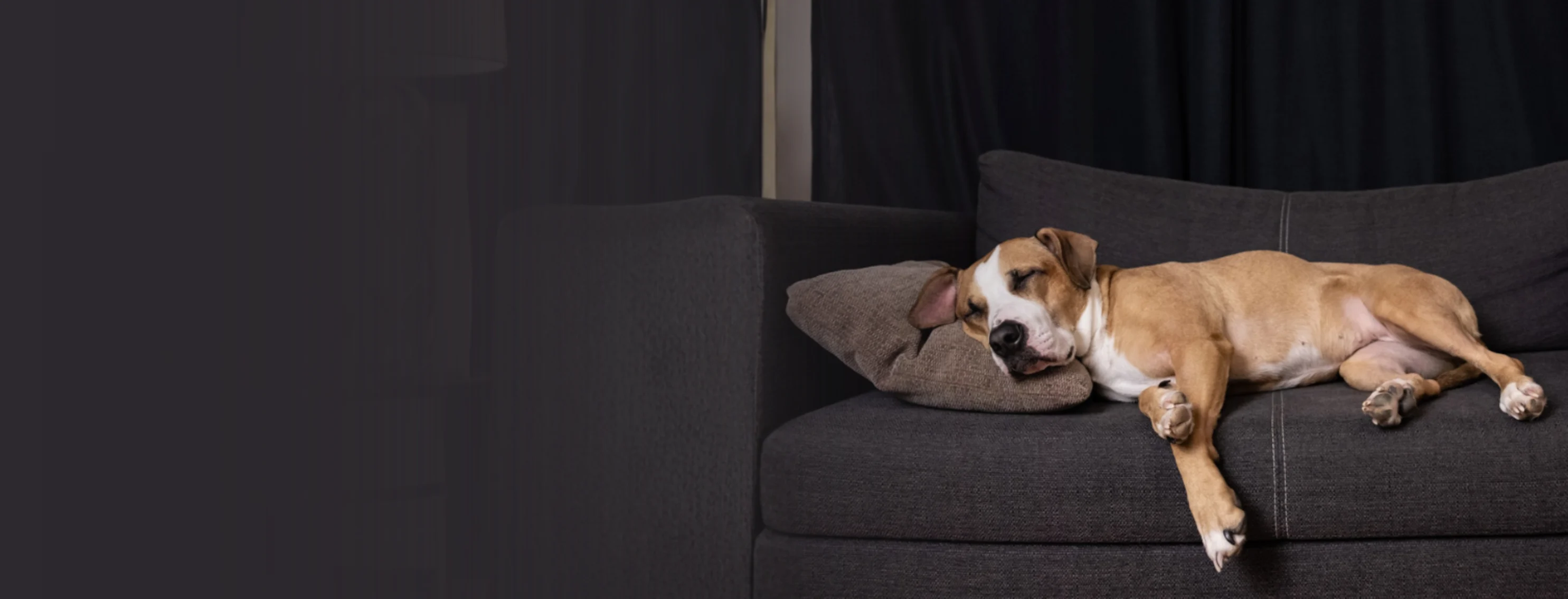Dog Sleeping on Couch Dog Sleeping on Couch
