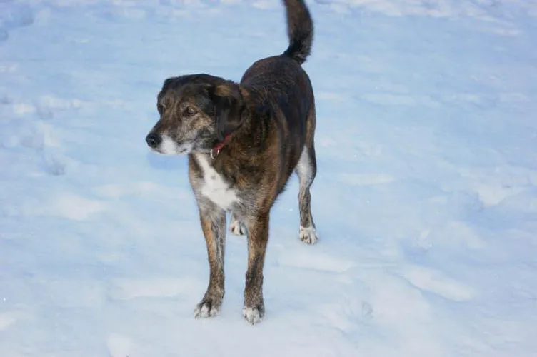 Dog standing in the snow