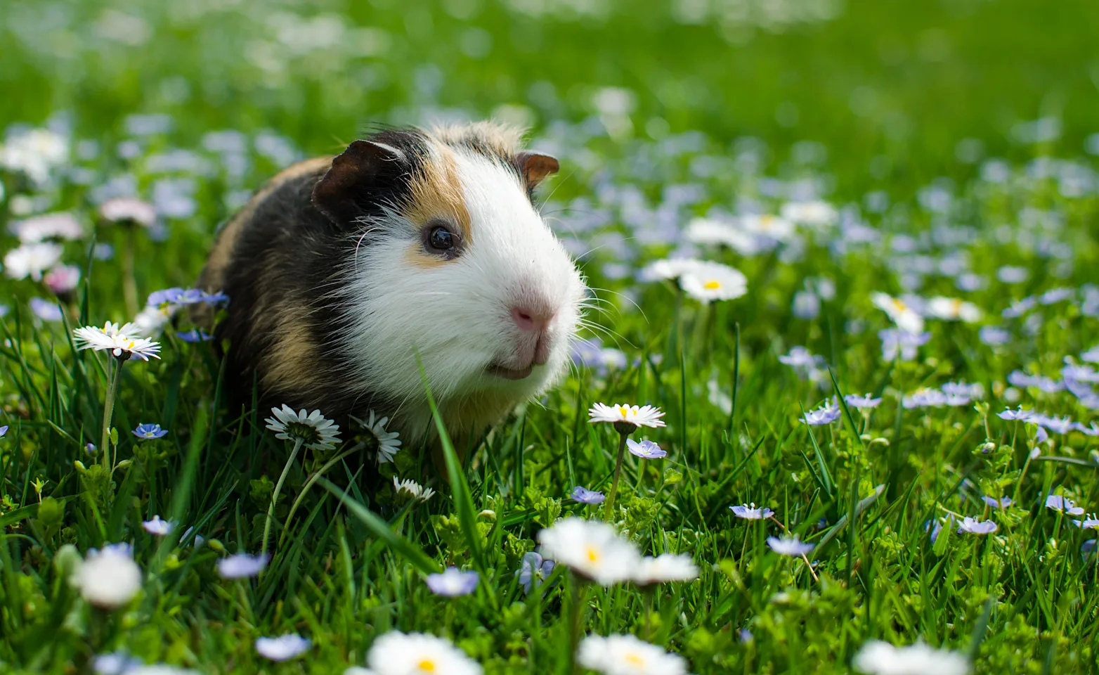 a photo of a hamster in a grassy field a photo of a hamster in a grassy field