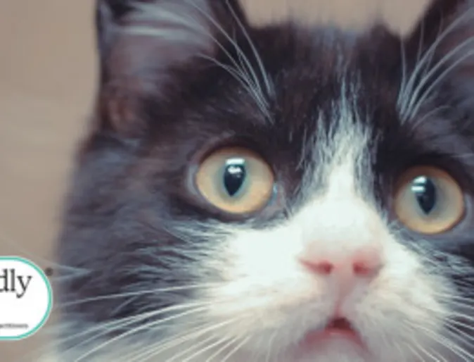 A cat with cat friendly logo A cat with cat friendly logo