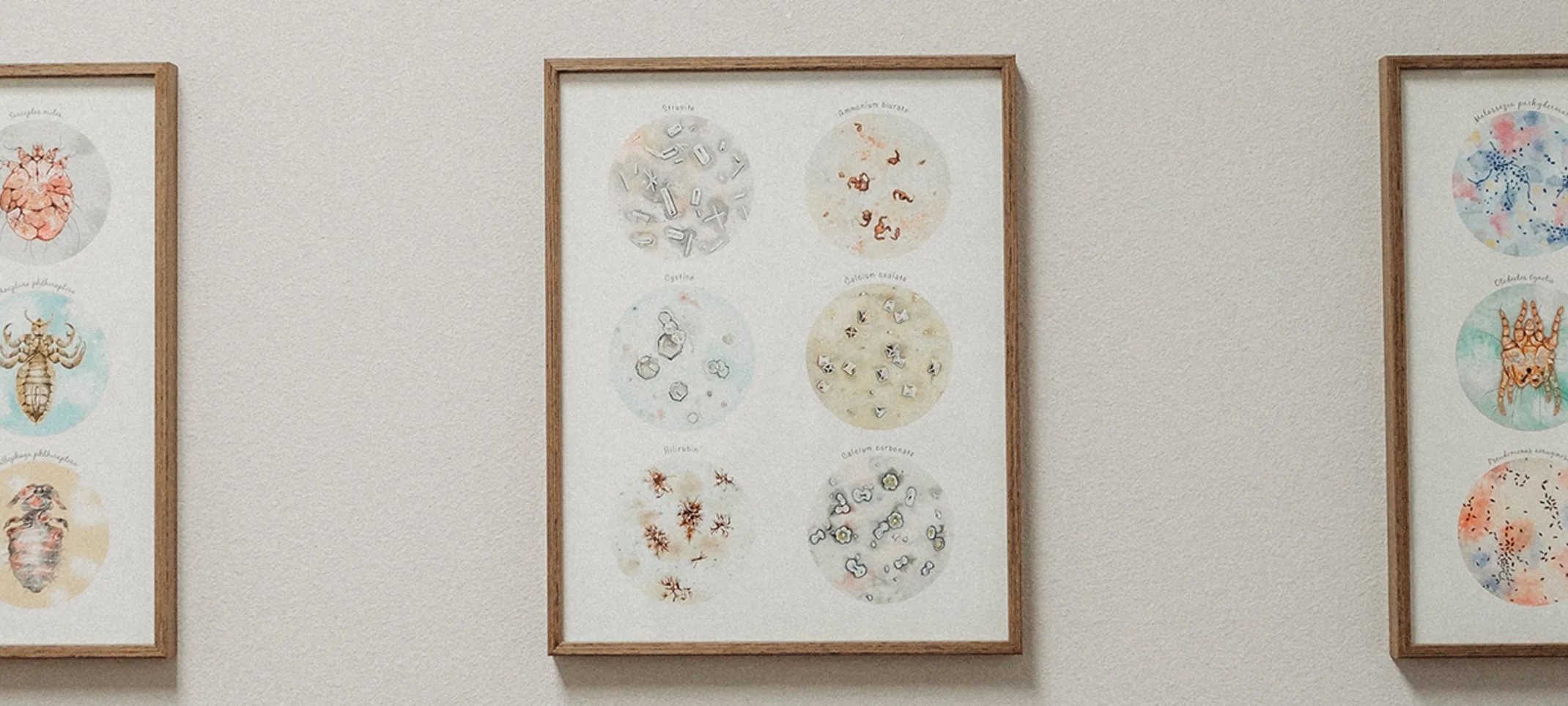 Photos displaying various bacteria
