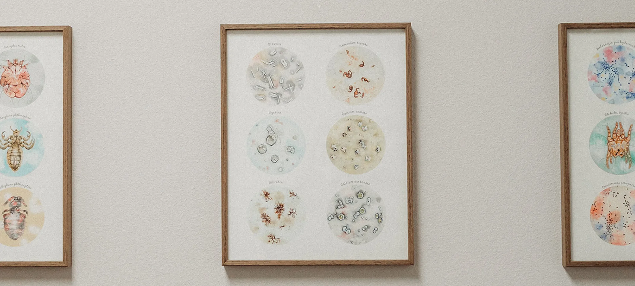 Photos displaying various bacteria Photos displaying various bacteria