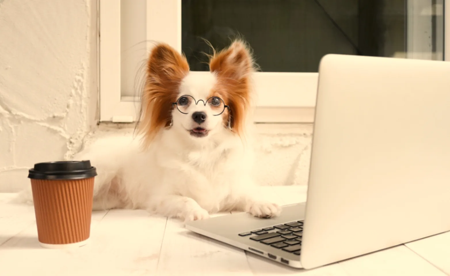 Small Dog Wearing Glasses Using Laptop