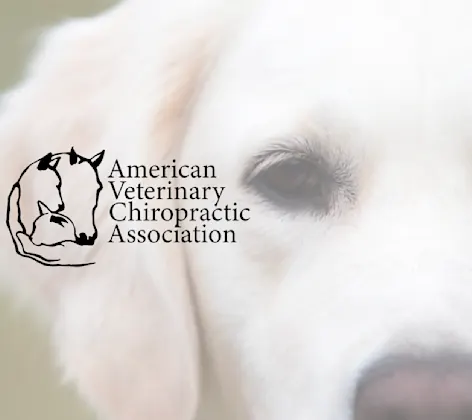 American Veterinary Chiropractic Association American Veterinary Chiropractic Association