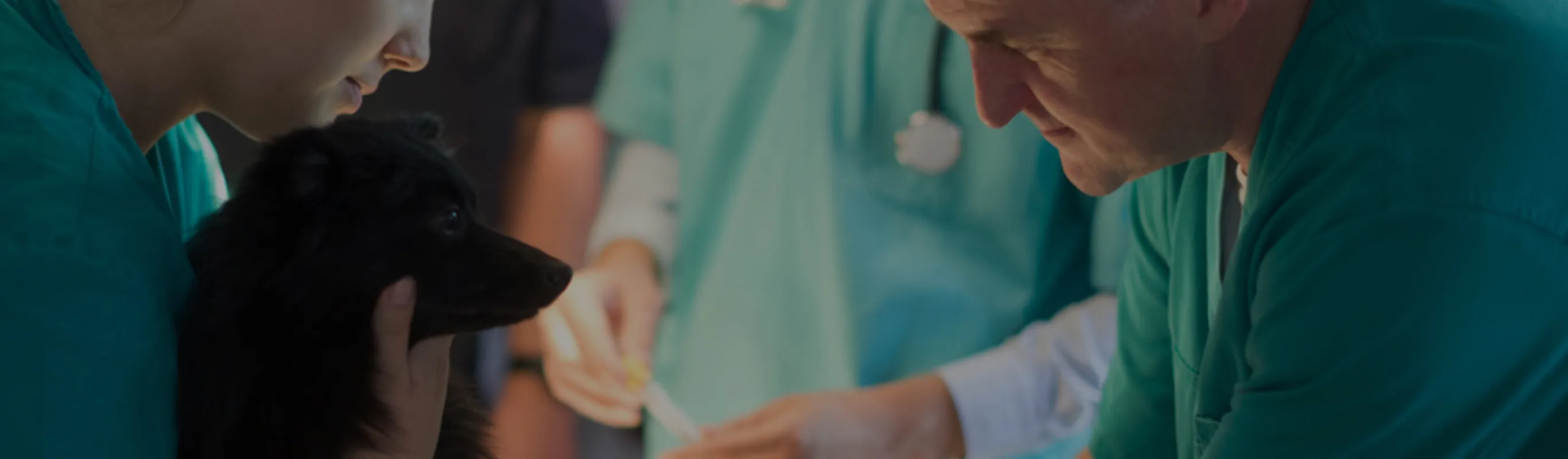 Little black dog being cared for by two staff members