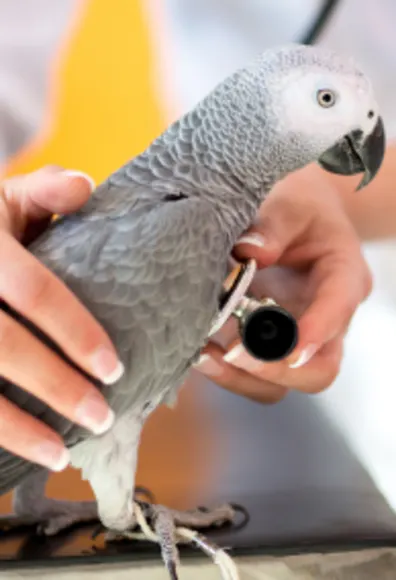 Bird Getting Examined by Veterinarian Bird Getting Examined by Veterinarian