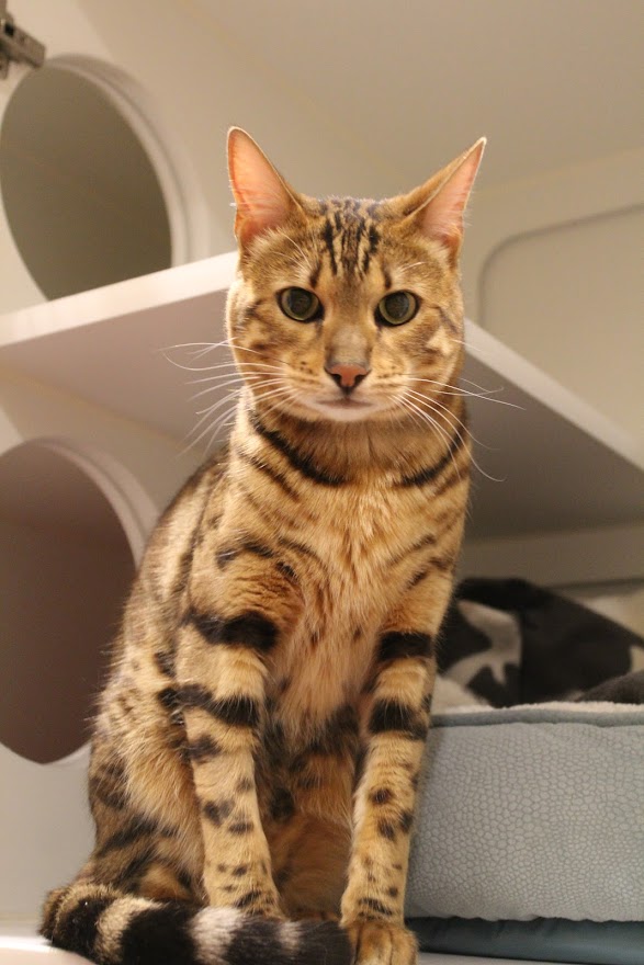 Brown/Orange Cat Looking at Camera