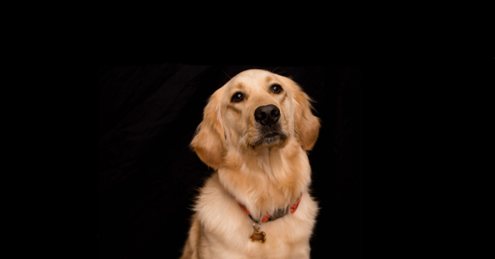 Veterinarian in Grand Forks, ND Kindness Animal Hospital