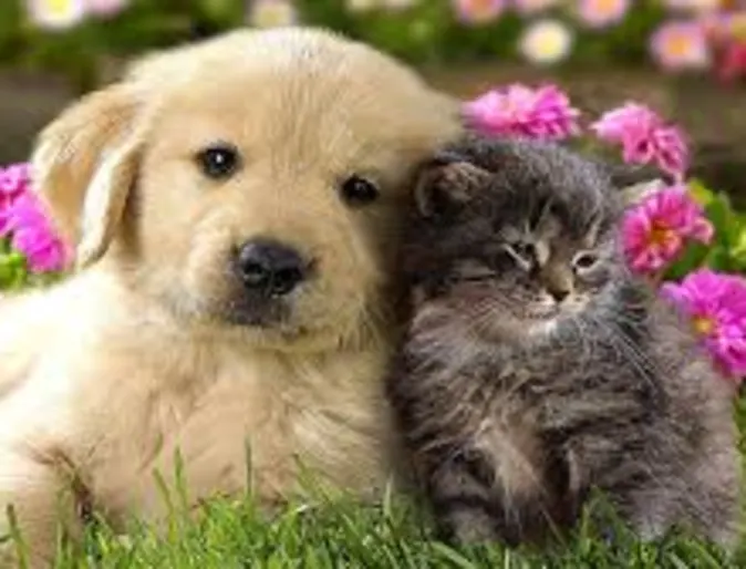 puppy and kitten laying in grass puppy and kitten laying in grass