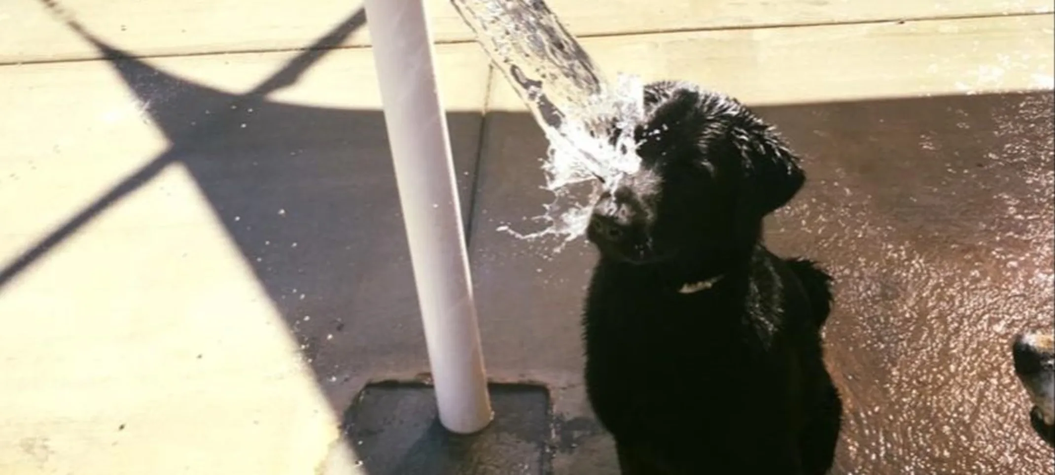 Black Labrador Playing Outside where there is a bucket of water and they're enjoying getting splashed.