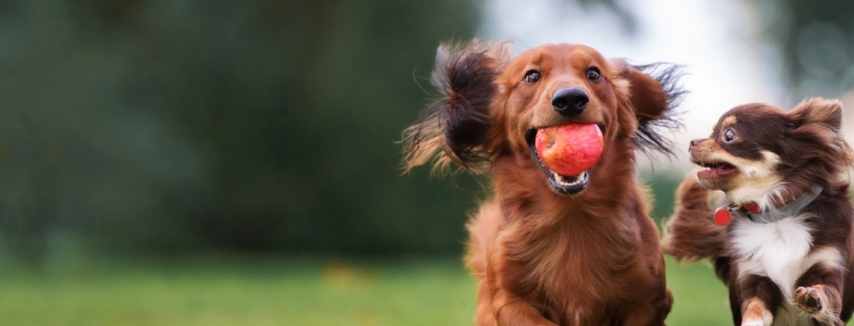 Two dogs running side by side with a ball.