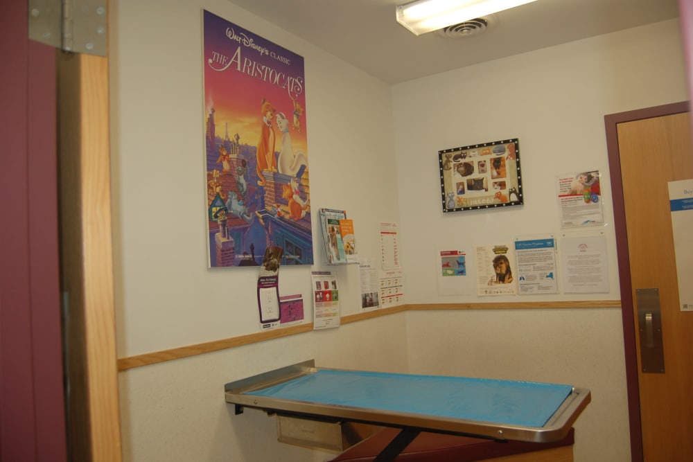 exam room at Kenmore Animal Hospital